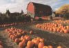 Why Do You Love Fall?